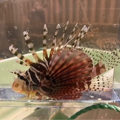 キリンミノ　ミノカサゴ　海水魚　近海魚