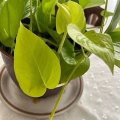 ライムポトスの画像