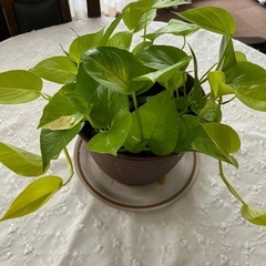 ライムポトスの画像