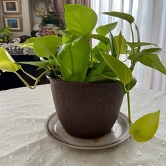 ライムポトスの画像