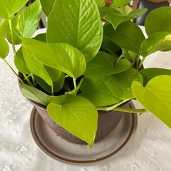 ライムポトスの画像