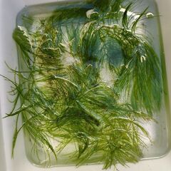 水草　ガボンバ　国産　無農薬　マツモ　メダカ草