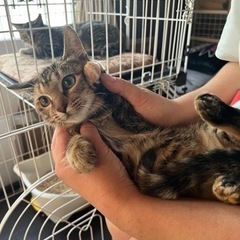 とても可愛いゴロゴロにゃんこ