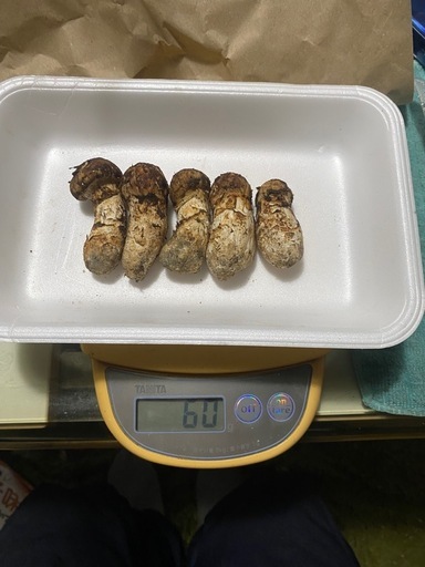 10月7日午後取れ岩手県産松茸