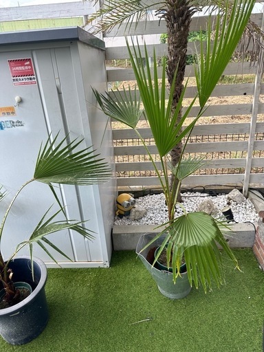 ワシントンヤシ