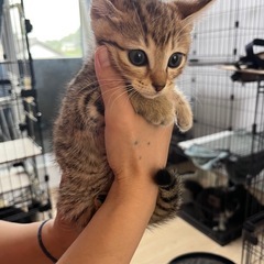 少し茶色が入ってるキジトラちゃん里親様決まりました。