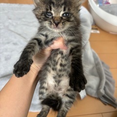 生後約1ヶ月？の子猫急募
