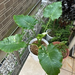 クワズイモ