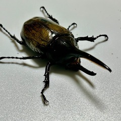 昆虫フリマ　初心者向け昆虫のみ - ペット