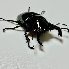 昆虫フリマ　初心者向け昆虫のみ - 朝霞市