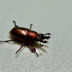昆虫フリマ　初心者向け昆虫のみ - 地元のお店