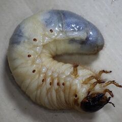 カブトムシ飼育プログラムの画像