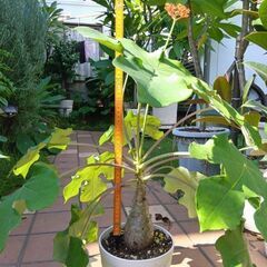 サンゴアブラギリ(ヤトロファー)