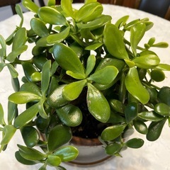 かねのなる木の画像