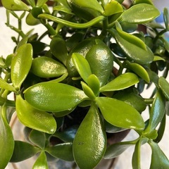 かねのなる木の画像