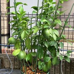 レモン（リスボン）取り木苗（最終）の画像