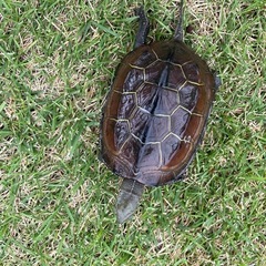 亀を保護しました。飼って頂ける方募集します。