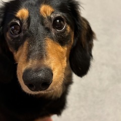 里親探し − 北海道