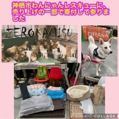 【犬のフード19点】いなば　ちゅーる／ソフトちゅーる／エナジー・ジャンプライフ　総重量６２０g！！の画像