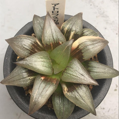 アトロフスカ錦　ハオルチア　多肉植物