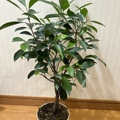 ガジュマル　ねじり木🌲②観葉植物　　