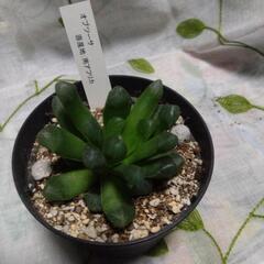 値下げ🉐多肉植物オブツーサ