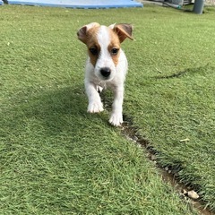 【飼い主様決まりました】元気いっぱいジャックラッセルテリアの男の子🐾