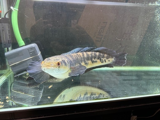 熱帯魚チャンナイエローマルリオイデス