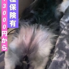 日当12000円〜16000円🆗日曜日だけのバイト　週1日〜可　ダブルワーク歓迎　男女問わず　17.5歳〜65歳位まで　元気な方なら年齢上限なし　職人さん歓迎の画像