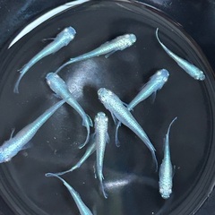 格安❗️幹之メダカ　フルボディー幼魚10匹　の画像