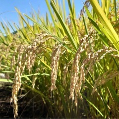 令和6年新米 広島県産  無農薬  ヒノヒカリ 玄米 30キロの画像