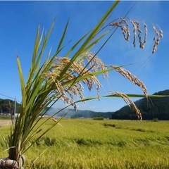 令和6年新米 広島県産  無農薬  ヒノヒカリ 玄米 30キロの画像