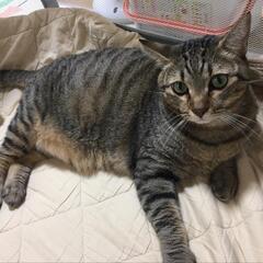 😸猫大人しい、甘えん坊のキジトラ男の子去勢済