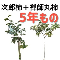 柿　果物　甘い柿の木♡   
