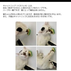 キャットニップ　マタタビ　猫のおもちゃの画像