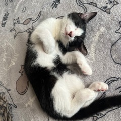 仔猫ハチワレ　メス7月26日産まれ