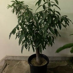 バオバブ　　挿木用　枝　1本の画像
