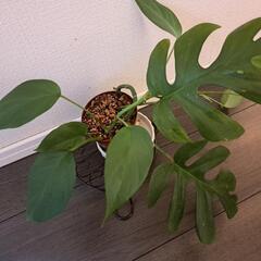 🌿ヒメモンステラ⑫🌿の画像
