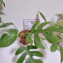 🌿ヒメモンステラ⑫🌿