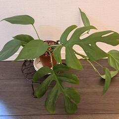 🌿ヒメモンステラ⑫🌿の画像