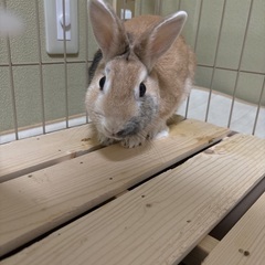 ミニウサギ
