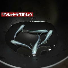 7匹セット‼️🐟メダカ　サンセット極龍🐟
