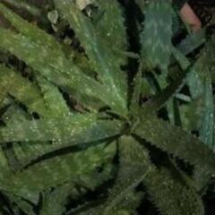 多肉植物　大きいアロエベラ