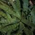 ランキングキーワードに紐づく投稿画像-多肉植物