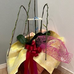 引き受け者決定　
胡蝶蘭