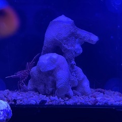 キャメルシュリンプ　2匹　