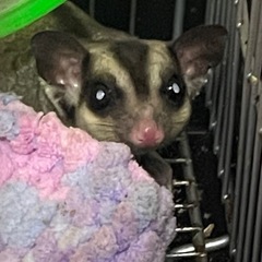 フクロモモンガ★オス
