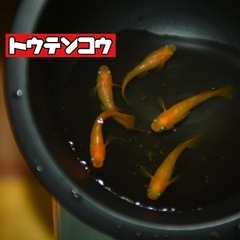 売約済み10匹➕10匹セット‼️🐟メダカ　東天光❌紅白🐟