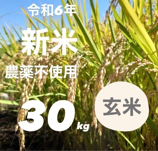 令和6年新米  広島県産    農薬不使用ヒノヒカリ  玄米30kg