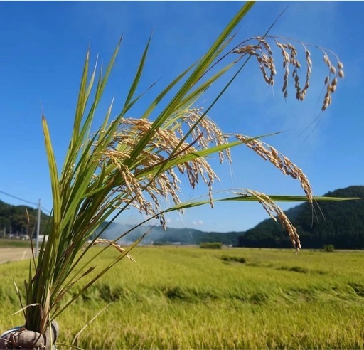 令和6年新米  広島県産    農薬不使用ヒノヒカリ  玄米30kg